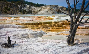  Mammoth Hot Springs, Yellowstone National Park 