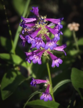  Clustered Penstemon 