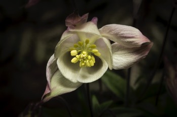  Columbine 