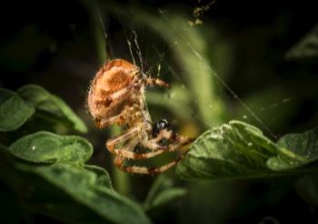  White Cross Spider 