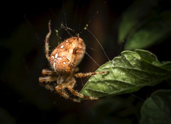  White Cross Spider 