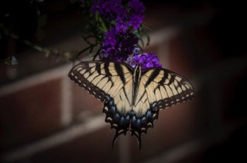  Tiger Swallowtail 